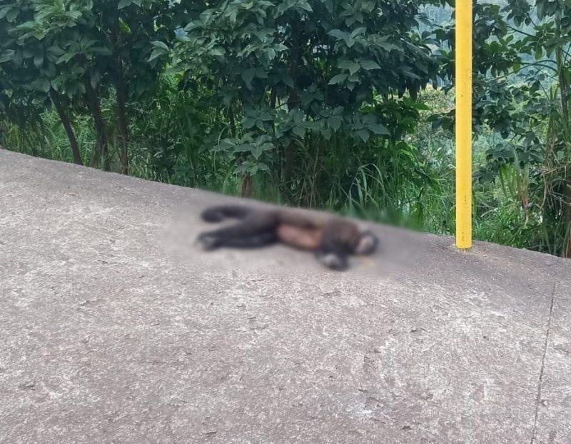 Macaco-prego é achado morto em Itapiranga e órgãos são enviados para perícia