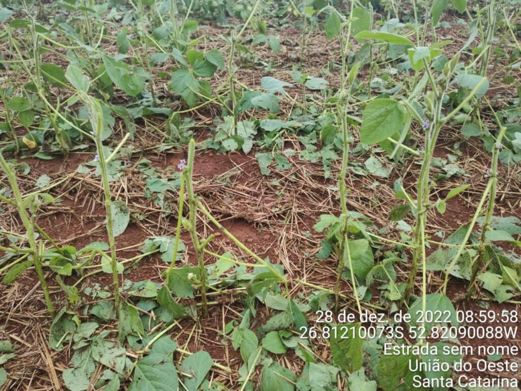 Município do Oeste decreta situação de emergência após chuva de granizo