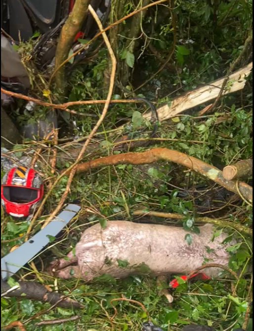Acidente grave com caminhão que transportava suínos em Xavantina