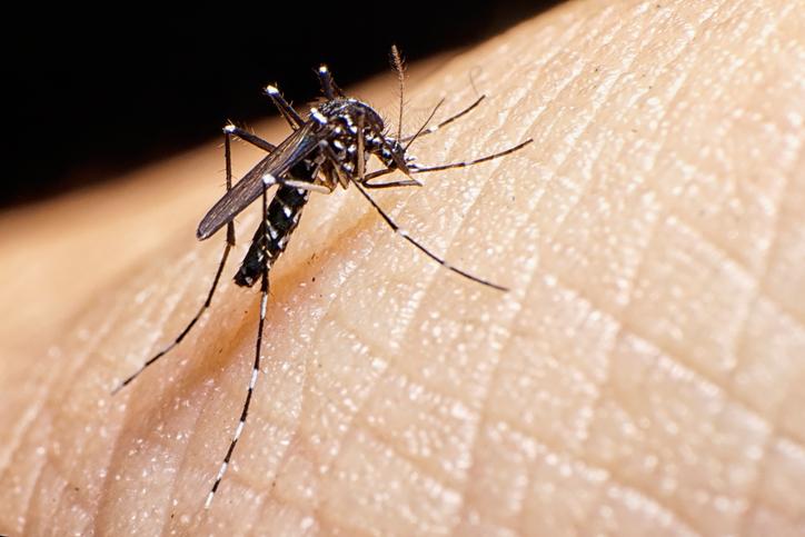Chapecó confirma dois casos de dengue e um de chikungunya