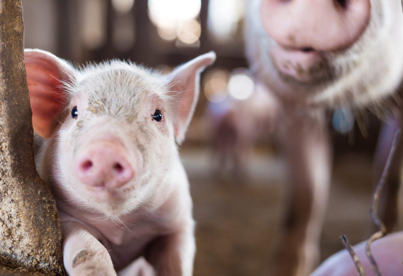 Lance no Campo: família de Seara faz sucesso com produção de