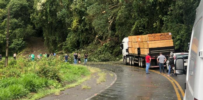 Temporal: Árvores atingem veículo em Concórdia e interrompem o trânsito na SC-283
