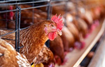 Aves não serão expostas na Expo Concórdia por risco de gripe aviária