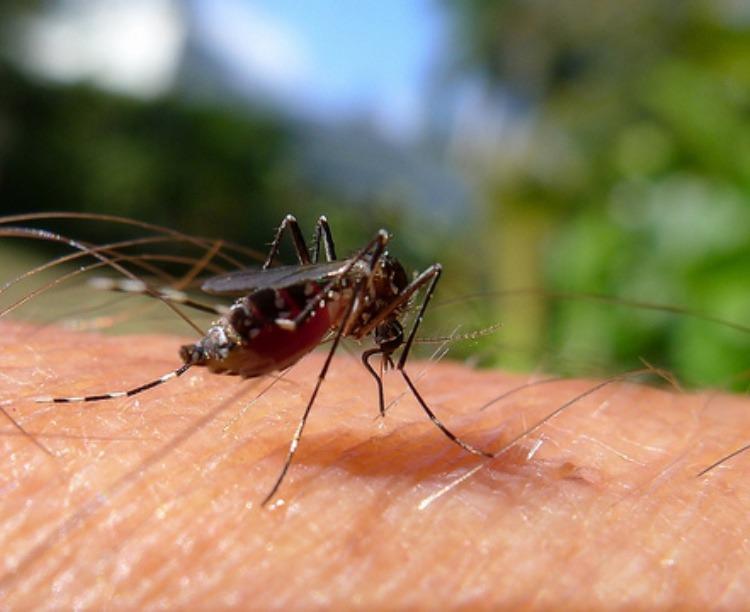 Chapecó em alerta para número de casos de dengue acima da média em apenas três meses