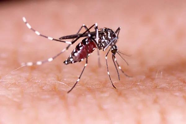 XAVANTINA: Um caso de dengue em 2023