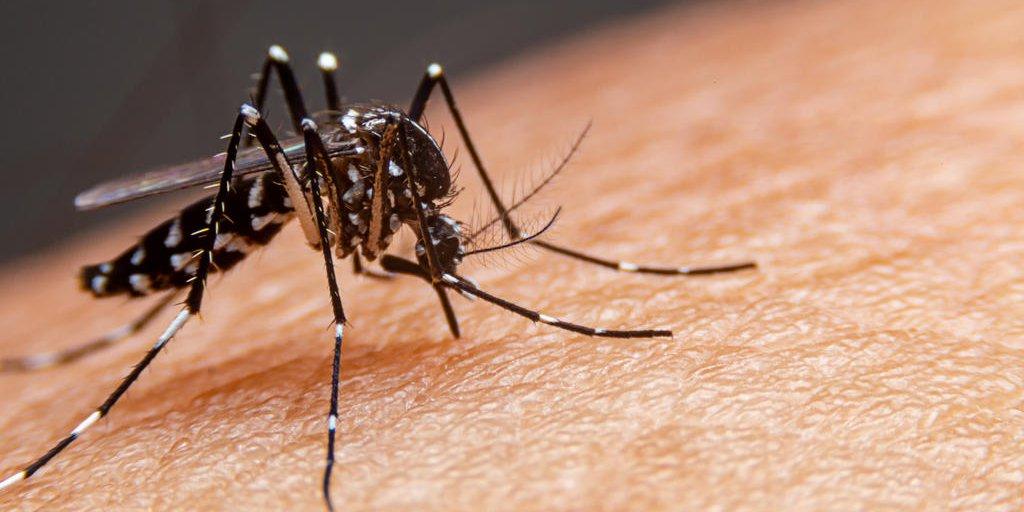 Concórdia tem mais de 300 casos positivos de dengue