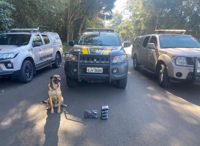 Apreensão de cocaína e maconha é realizada pela Polícia, em Concórdia