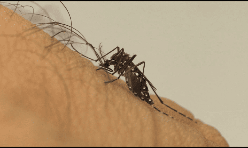 Chapecó registra quase 200 casos positivos de mosquito Aedes Aegypti