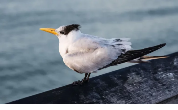 Novos casos de Gripe Aviária são registrados em aves silvestres em Santa Catarina
