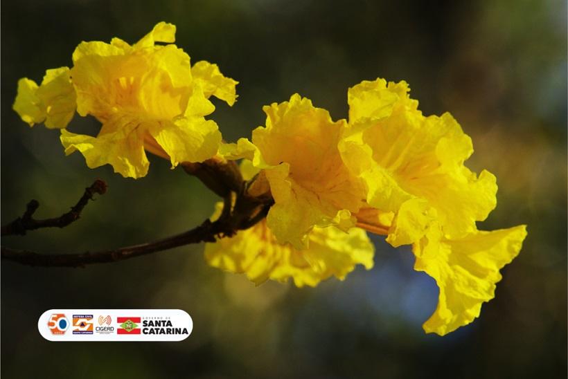 Confira como será o final do inverno e o início da primavera em SC