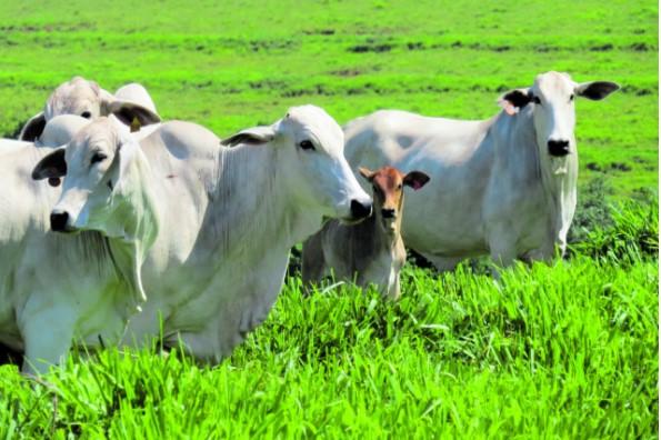 Coreia do Sul fará avaliação cuidadosa na produção de bovinos e suínos do Brasil