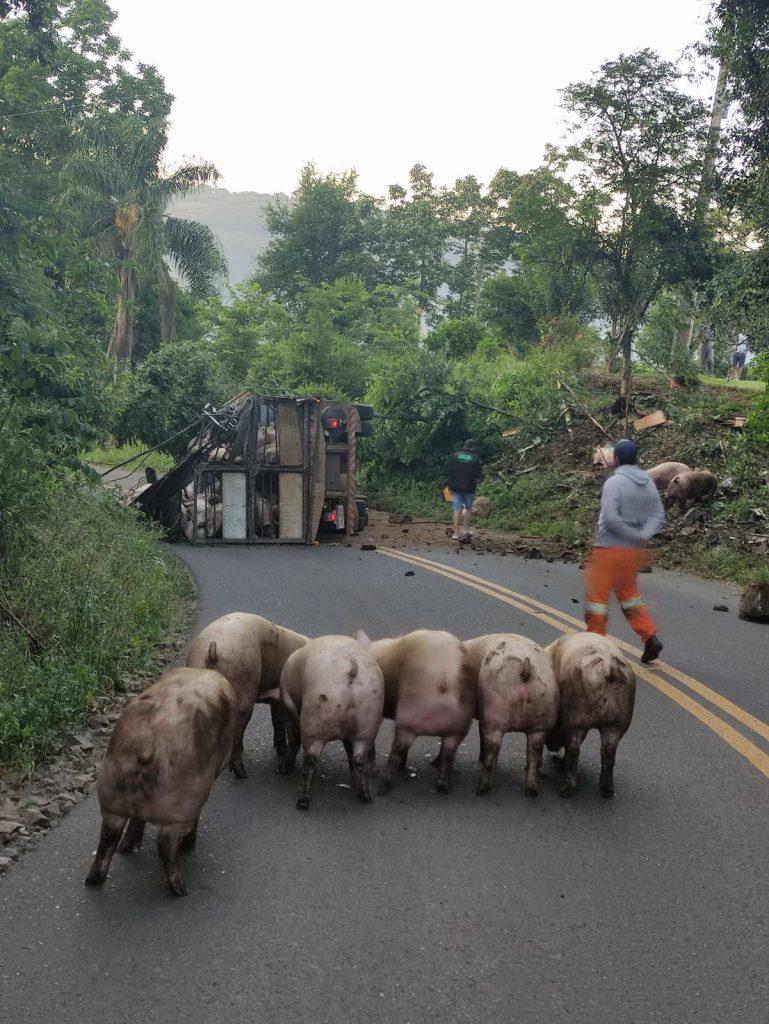 Caminhão carregado de suínos tomba no acesso a Xavantina