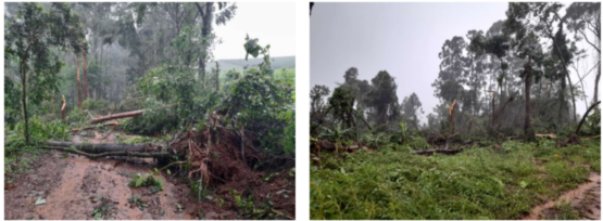 Defesa Civil de SC confirma tornado que atingiu Cunha Porã