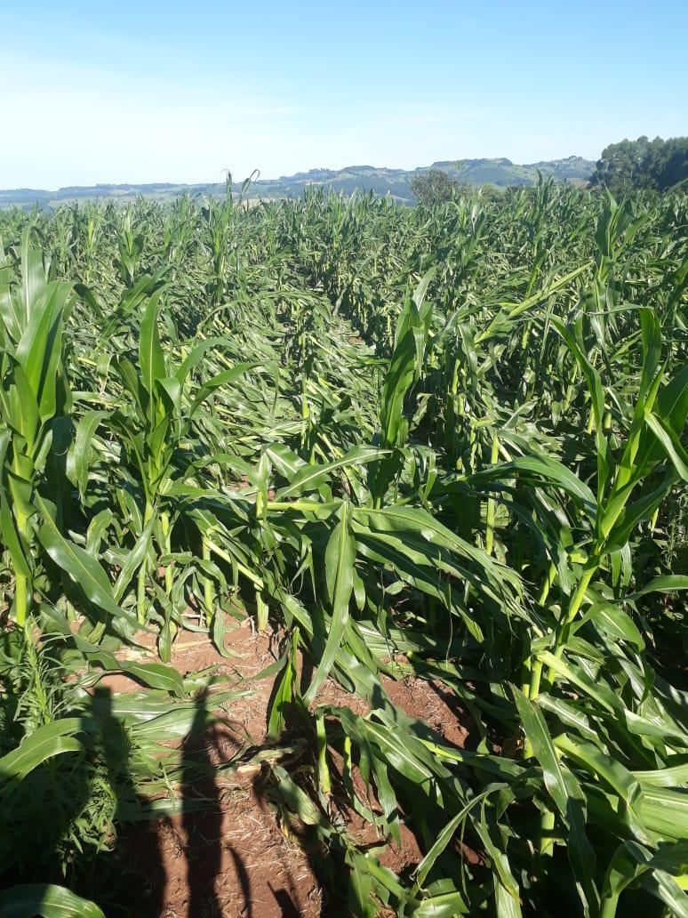 Vendaval causa estragos em lavouras de Xavantina e região