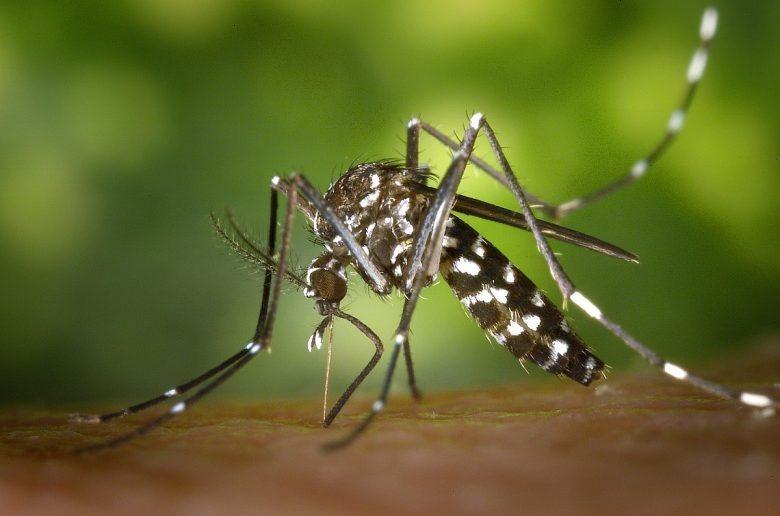 Dengue em SC: Cinco óbitos e aumento de mais de 600% nos casos