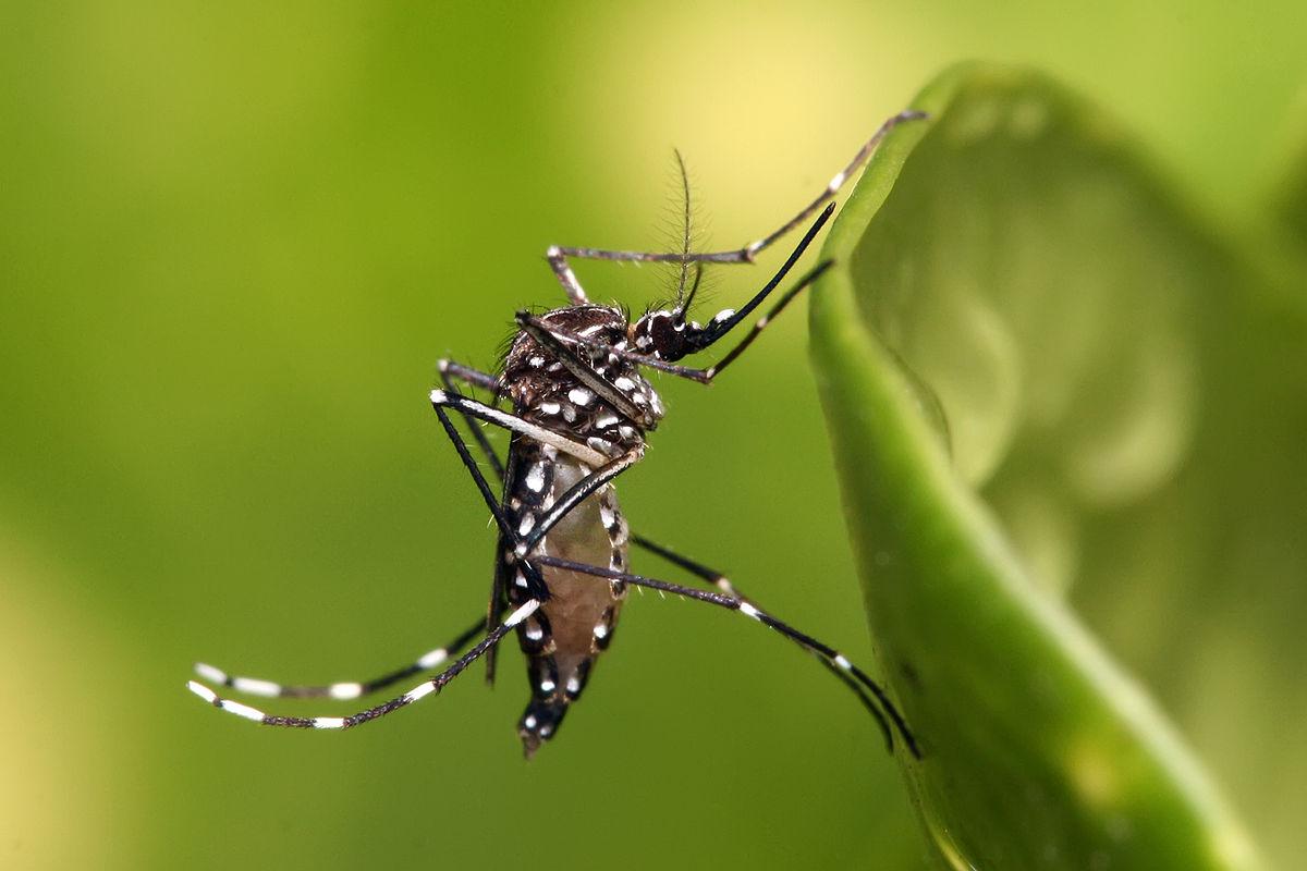 Casos de dengue aumentam em Seara
