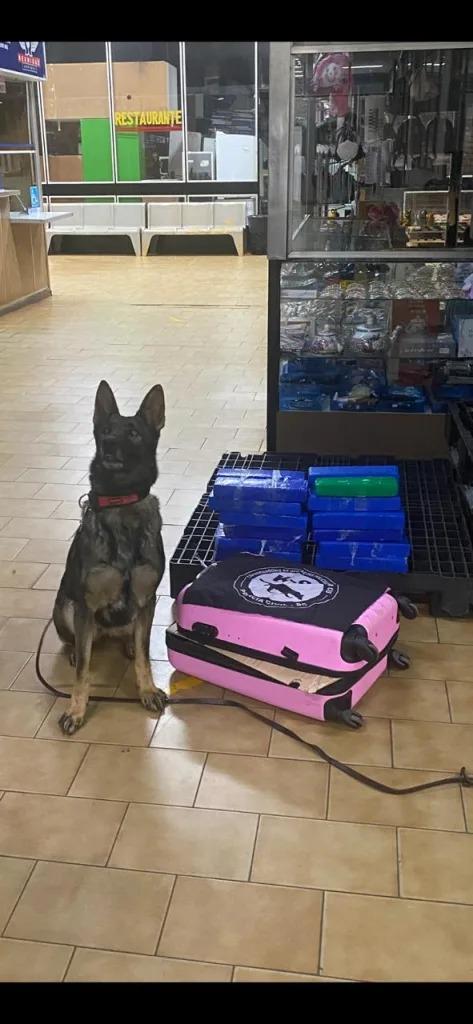 Cão farejador localiza 20kg de maconha em mala na rodoviária de Xanxerê
