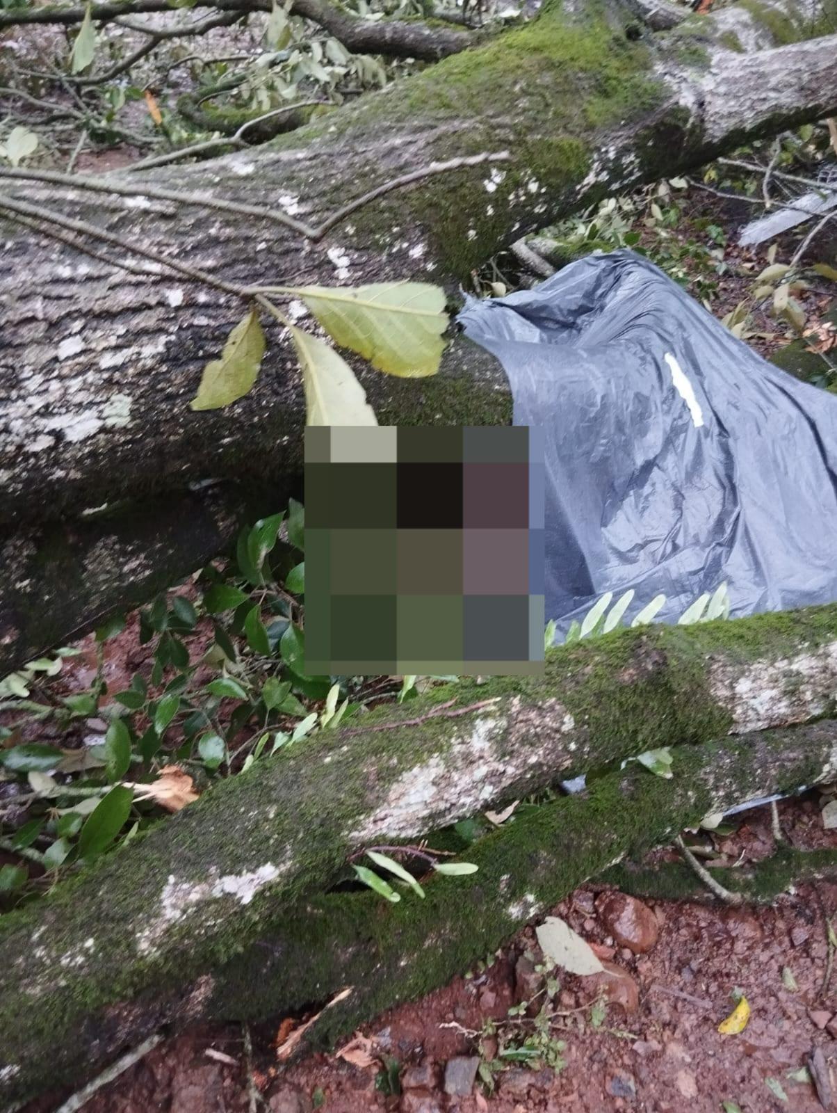 Homem morre ao ser atingido por árvore durante temporal em Palmitos
