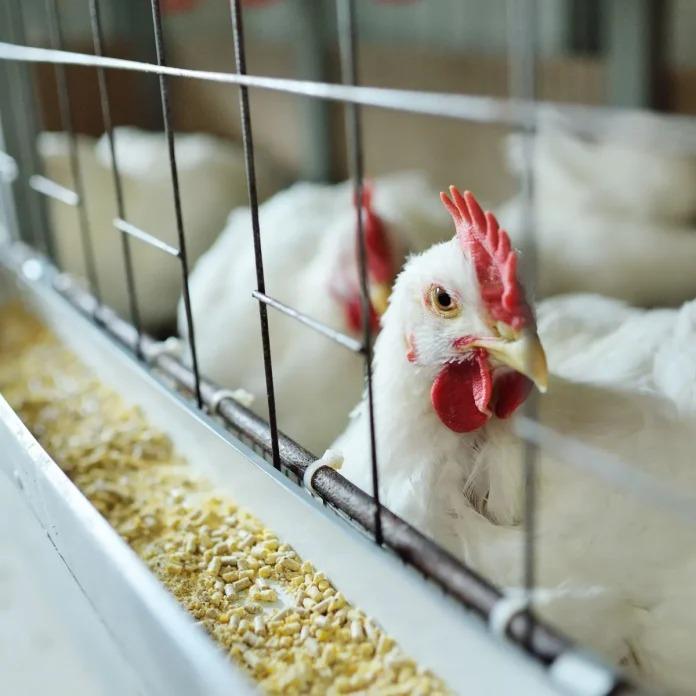 secretário da Agricultura confirma investigação de caso suspeito de gripe aviária em Ipumirim