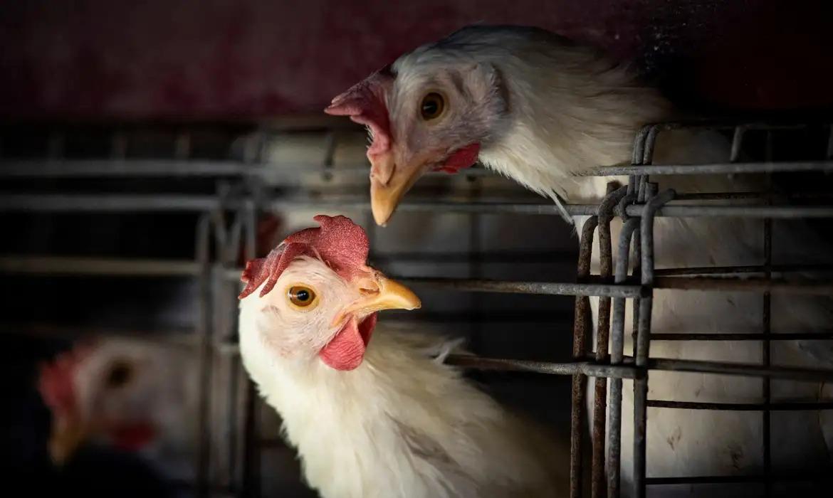Brasil se declara livre da gripe aviária após 28 dias sem novos casos em granjas