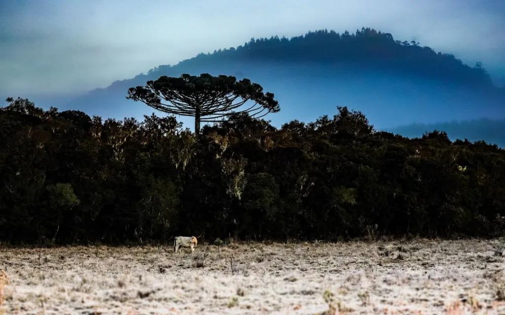 Inverno Brasileiro inicia oficialmente nesta sexta-feira