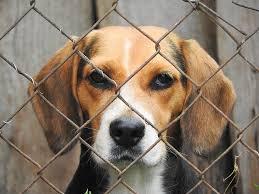 Morador é preso após denúncia de maus-tratos contra cães em Faxinal dos Guedes