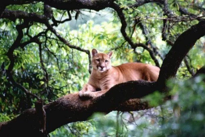 Puma é flagrado atravessando rio no interior de Passos Maia
