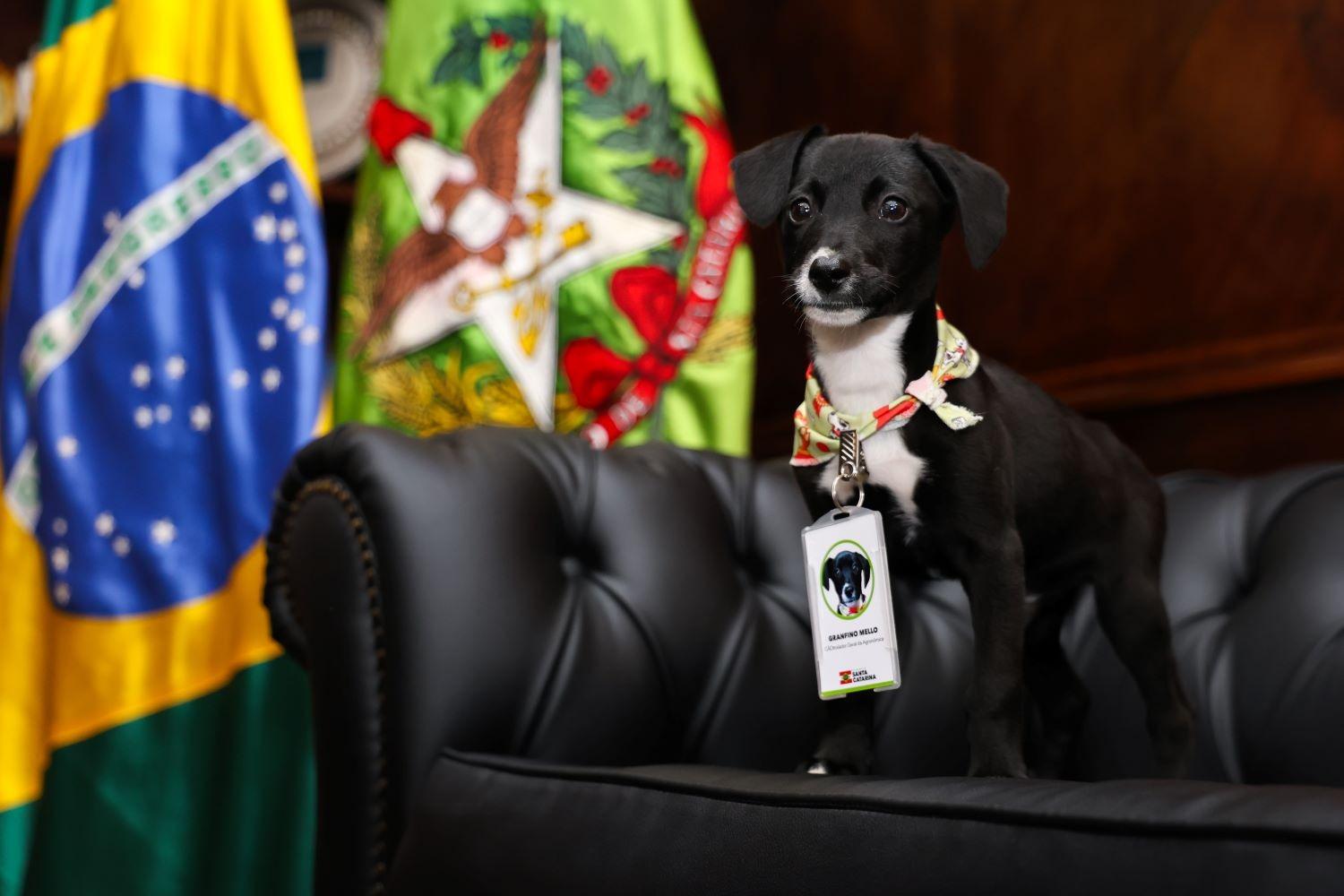 Mais de R$ 17 milhões são destinados para castração de cães e gatos em 273 cidades de SC