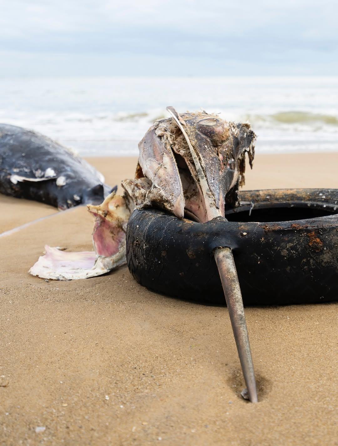 Peixe é encontrado morto com pneu preso no bico em praia de SC