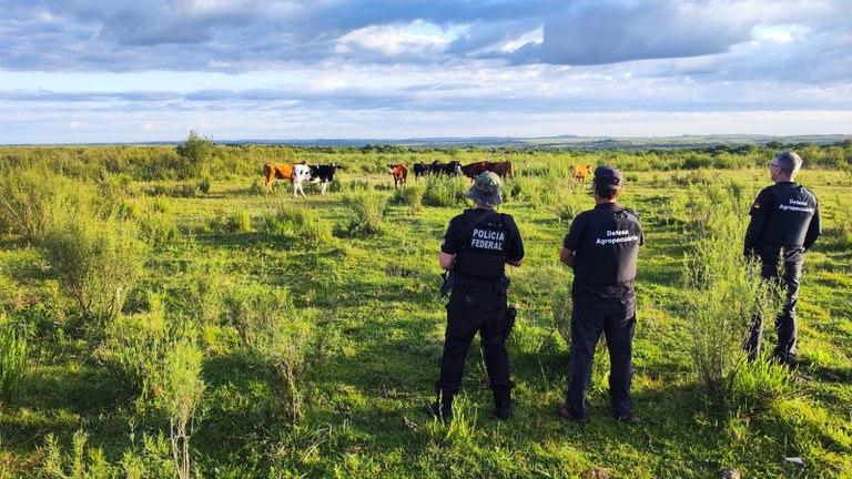 Operação de combate ao contrabando de gado cumpre mandados no RS e Oeste de SC