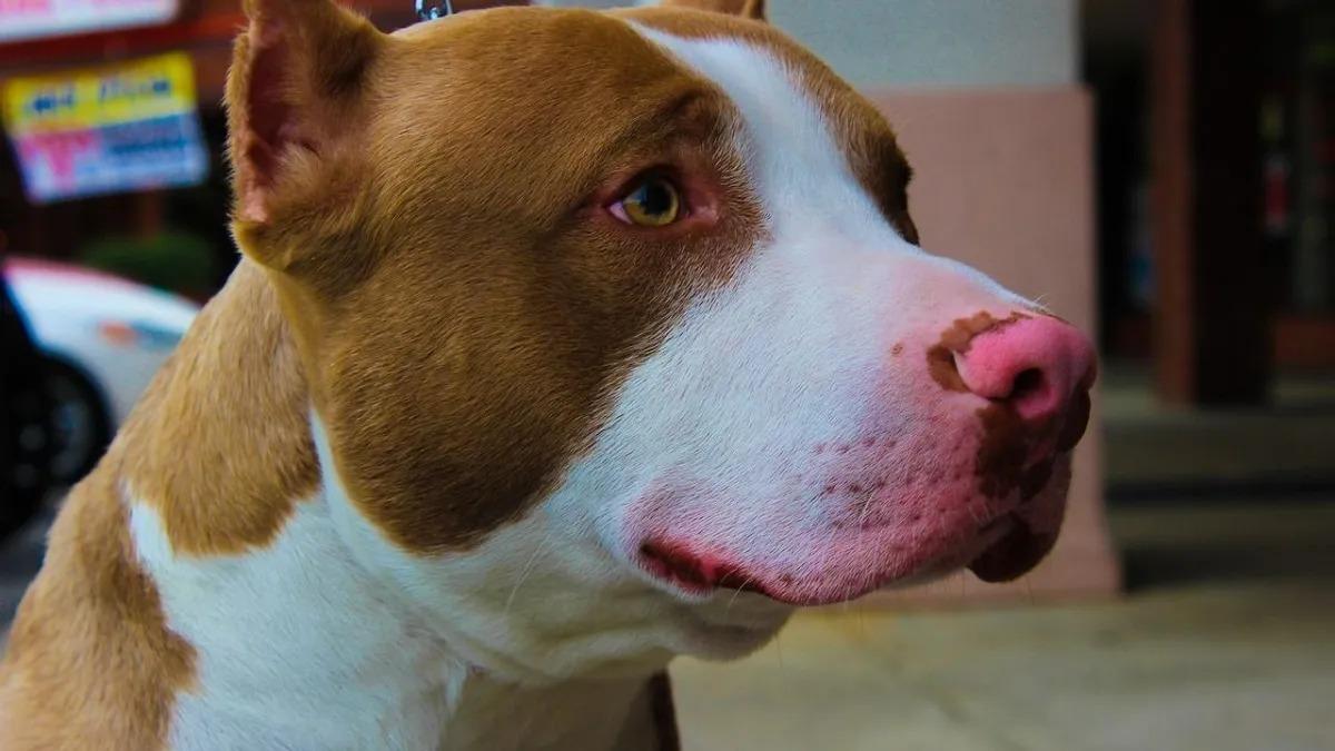 Criança fica gravemente ferida após ataque de pitbull e tutor acaba preso em Xaxim