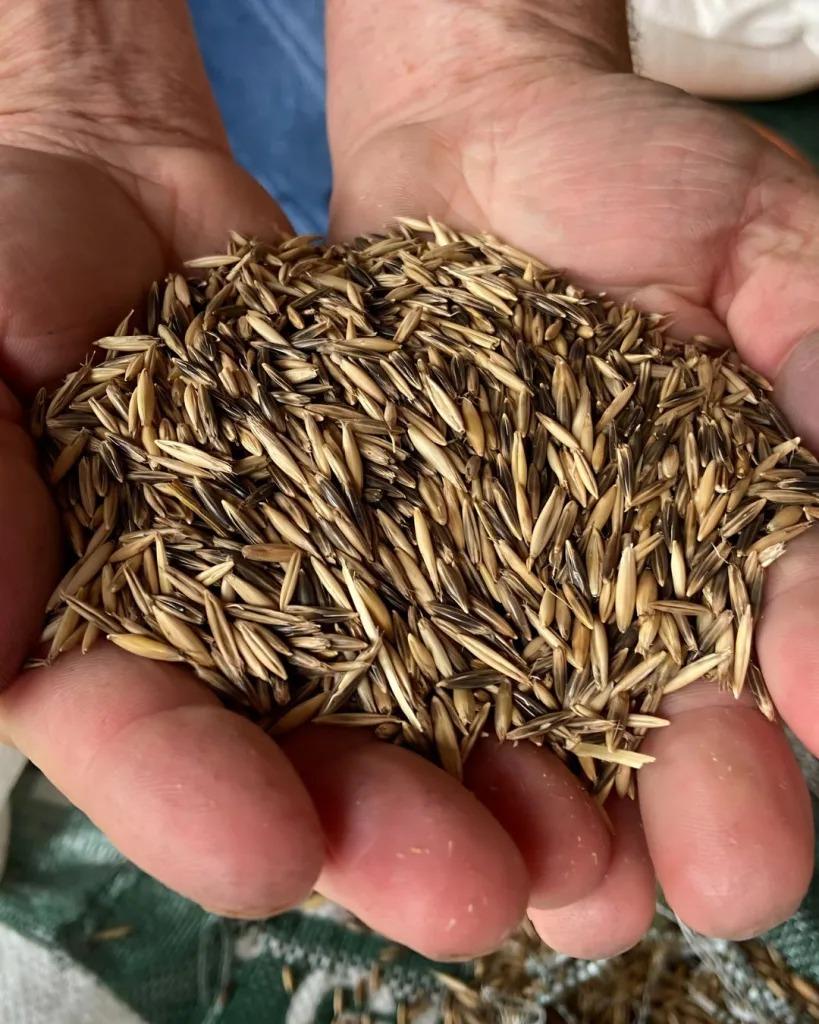 Distribuição de sementes de aveia está disponível para produtores rurais de Xavantina