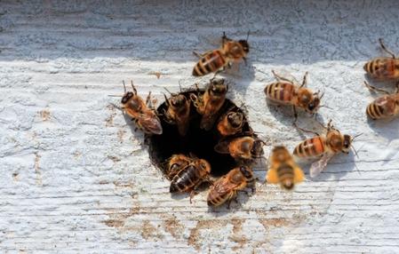 Homem sofre choque anafilático após picada de abelha no Centro de Capinzal