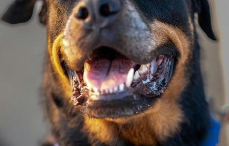 Menino de 4 anos morre após ataque de rottweiler em Chapecó