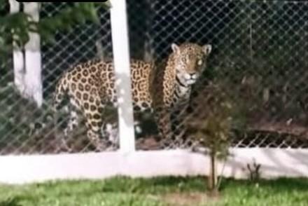 Suposta aparição de onça-pintada em Chapecó é investigada pela Polícia Militar Ambiental