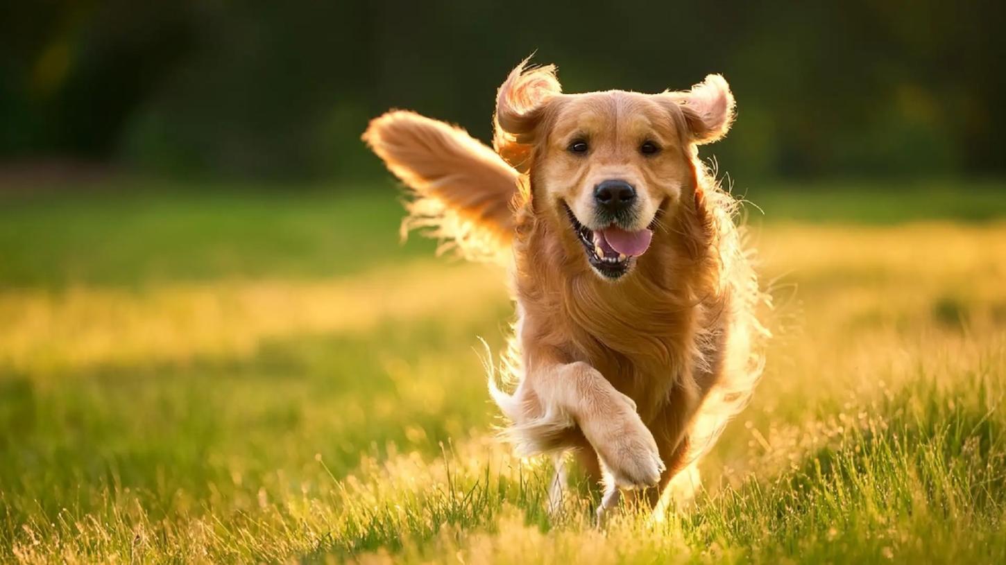 Cachorros e humanos: uma convivência que existe há muito mais tempo do que imaginávamos