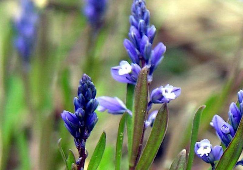 Planta rara volta a crescer na natureza após ficar à beira da extinção e renova esperança de pesquisadores
