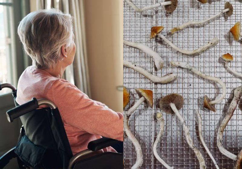 Alzheimer: caso de idosa que melhorou após dose experimental de psilocibina é estudado pela ciência