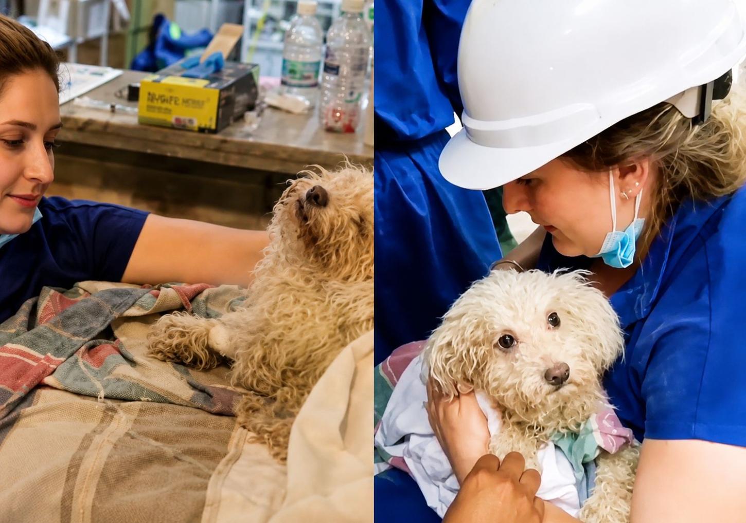Cachorro é resgatado vivo após 8 dias preso sob escombros do terremoto na Venezuela