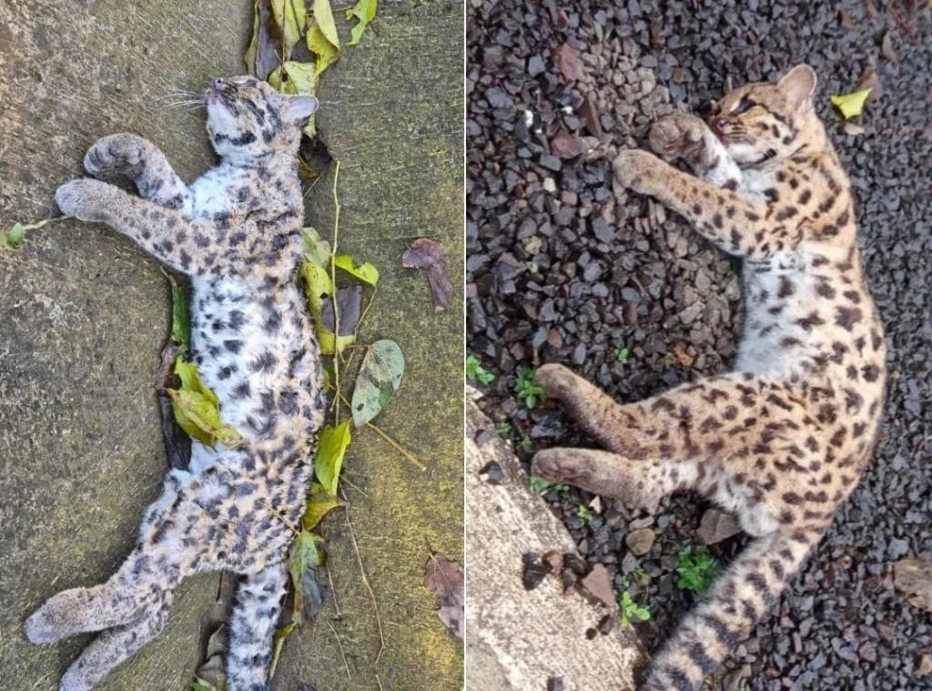 Dois gatos-maracajá são encontrados mortos no Centro de Xavantina