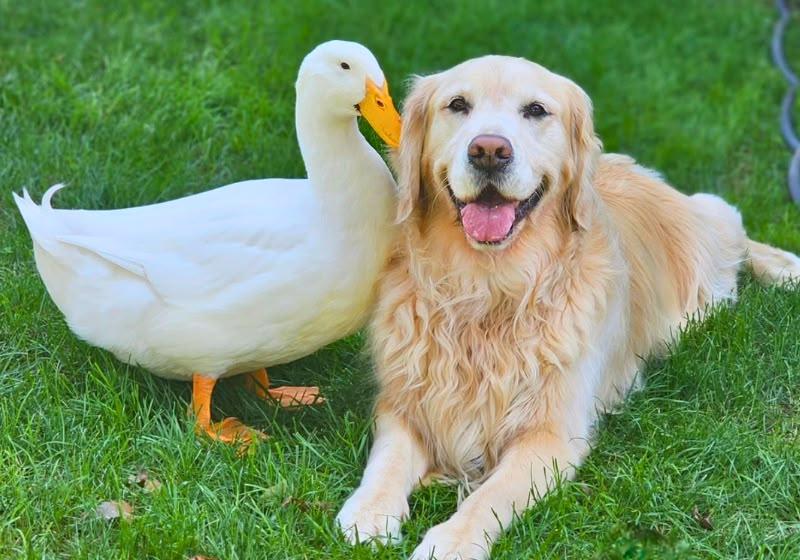 Pato vira melhor amigo de golden com epilepsia e devolve alegria à cachorra; vídeo