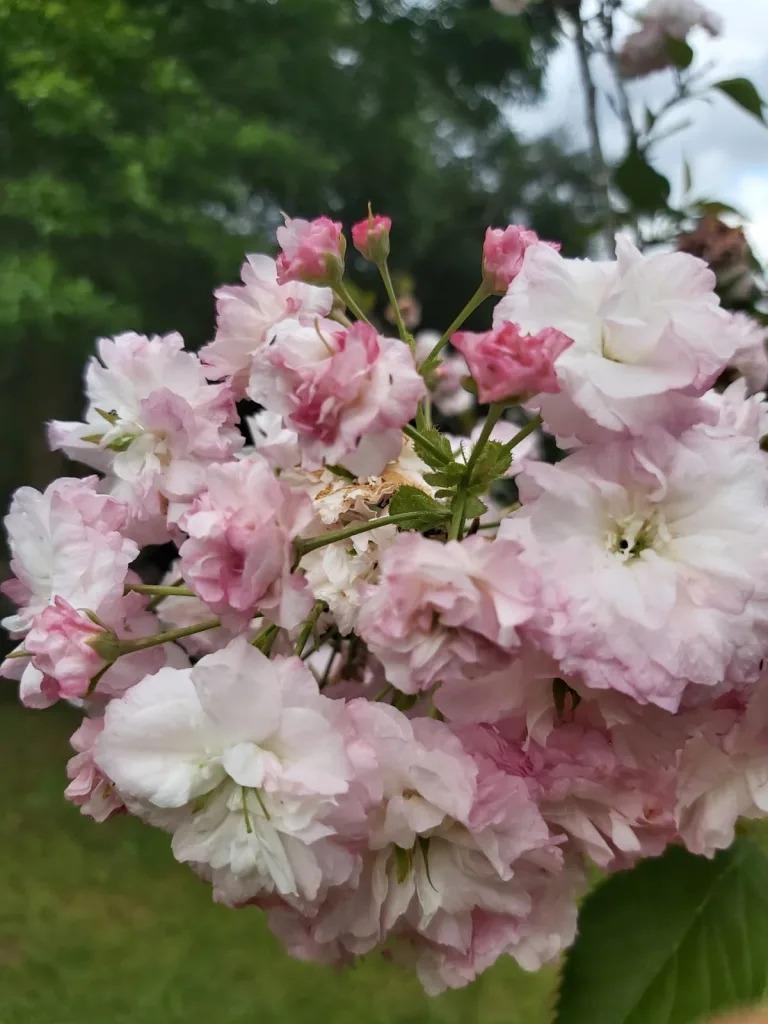 Nova floração das cerejeiras no Museu Fritz Plaumann